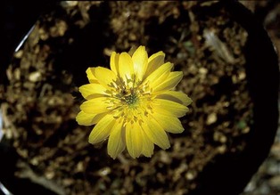 chiba-fukujusou 2 (1).jpg