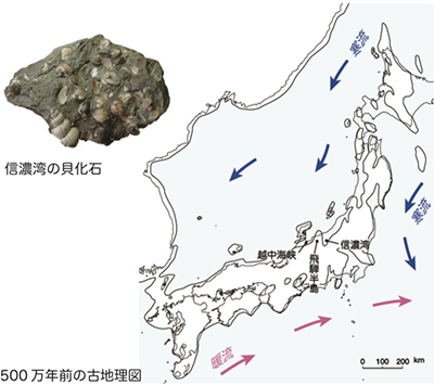 北アルプスの誕生 激動の500万年史 過去の企画展 過去の企画展 特別展 イベント 展示 イベント 大町山岳博物館