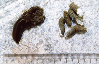 ニホンライチョウ盲腸糞（左）と直腸糞（右）