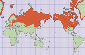 ライチョウ分布の世界地図