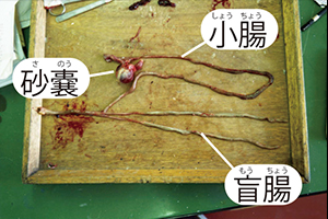 ライチョウの内臓
