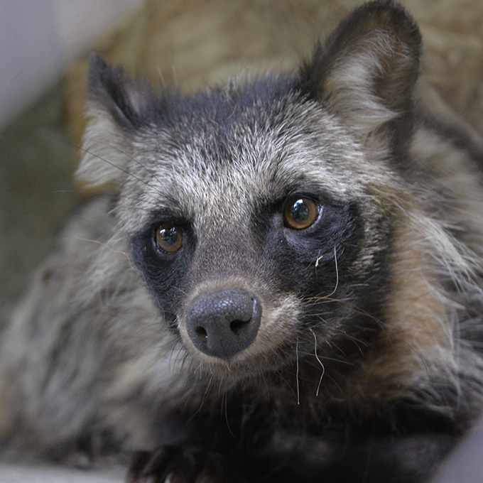 タヌキ（ホンドタヌキ）