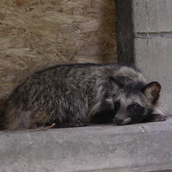 タヌキ（ホンドタヌキ）