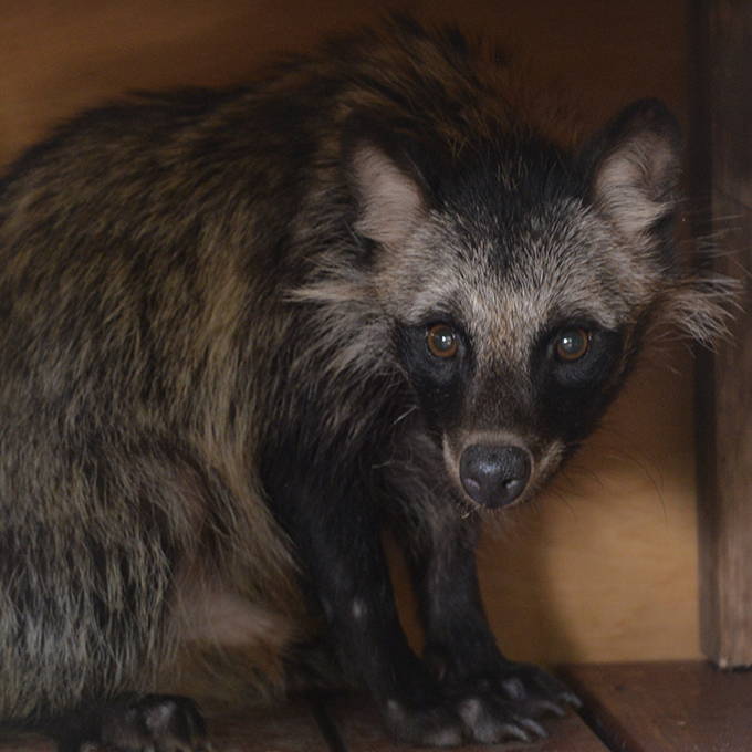 タヌキ（ホンドタヌキ）