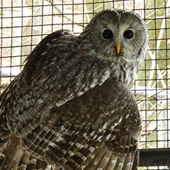 フクロウ | 付属園 | 付属施設 | 大町山岳博物館