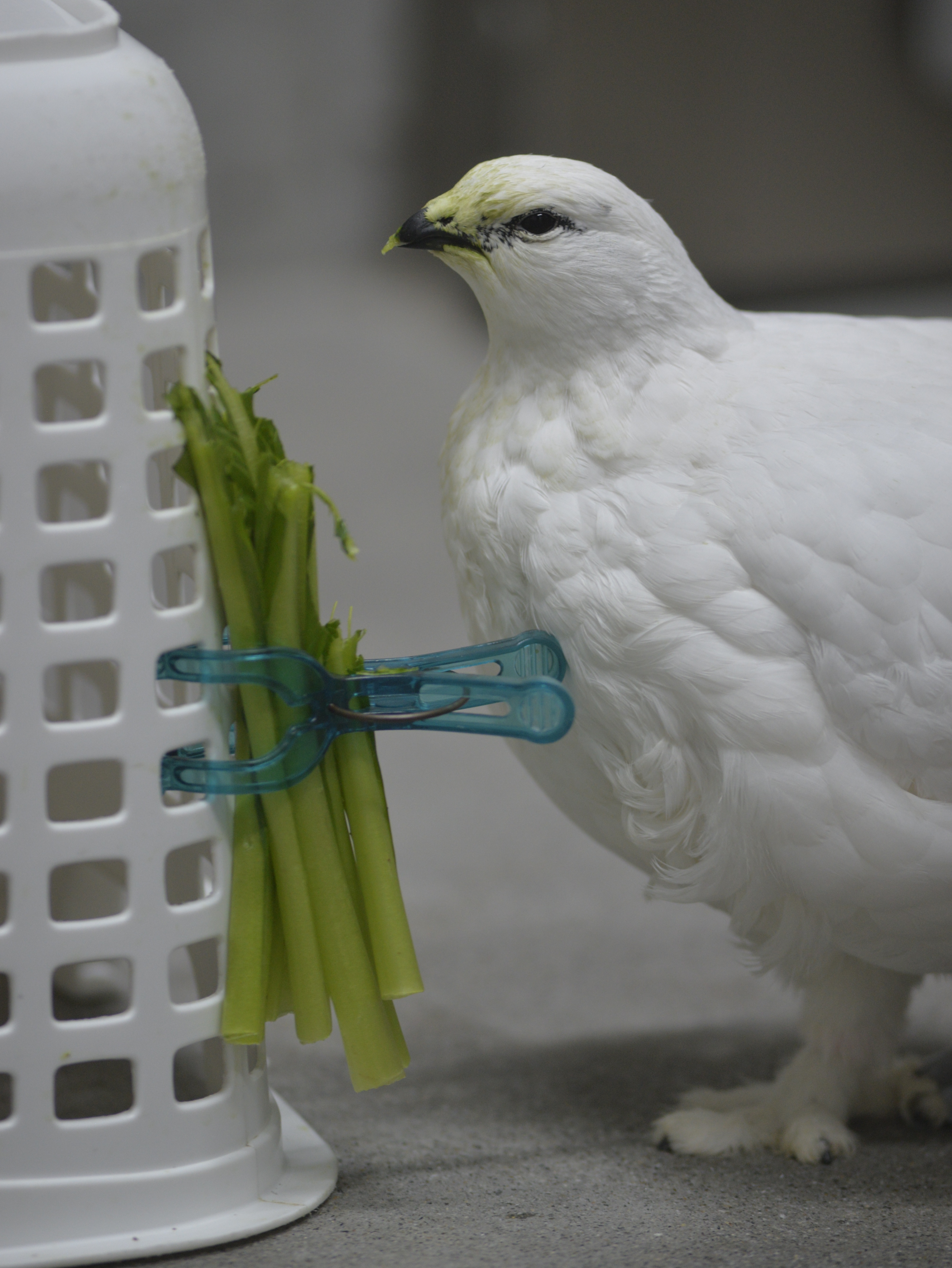 ライチョウ | 付属園 | 付属施設 | 大町山岳博物館