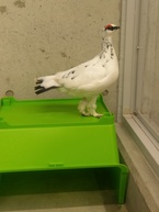 真っ白だった冬の装いから、そろそろ衣替えが始まりそうです！