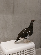 もしかして見張り中？