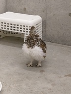 ぶるぶるっ！の瞬間その２。今回はぶれずに撮れました！