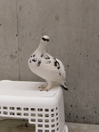 メリークリスマス！年明けまでに真っ白になれるかな？