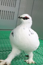 足もこんなに伸びました。