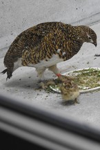 おかあさんといっしょ