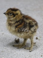 ６日齢　少し大きくなったかな？？