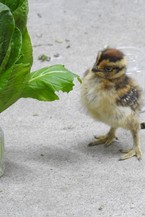 9日齢　小松菜とにらめっこ