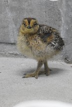 21日齢　たまには正面から