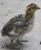 26日齢　大人の羽になってきました