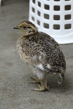 32日齢　生まれてから１ヶ月になりました！