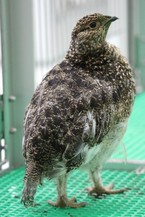 50日齢　尾羽も立派でしょ！