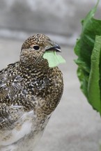66日齢　食欲の秋