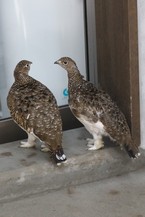 82日齢　見つめ合う親子（右が雛）