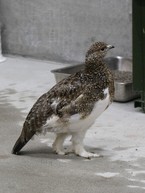 ８５日齢　見た目はすっかり大人