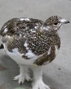 ９０日齢　早くも冬化粧