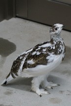 101日齢　女の子でした