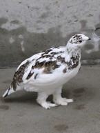 108日齢　立派な足