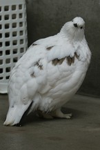 136日齢　正面からの私もかわいいでしょ