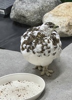 食欲旺盛！順調に換羽が進んでいます。