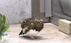 くちばしに羽が付きました