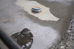 チラッとライチョウさん