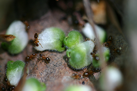 フクジュソウの種子散布