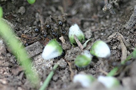 フクジュソウの種子散布