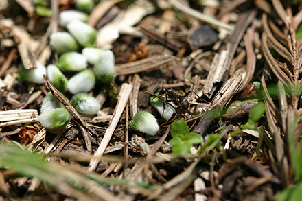 フクジュソウの種子散布