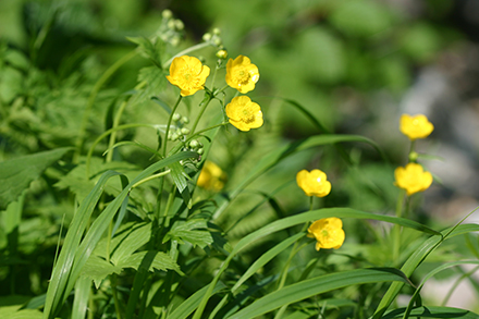 高山植物の生活史研究