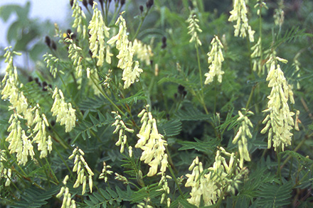 高山植物の生活史研究