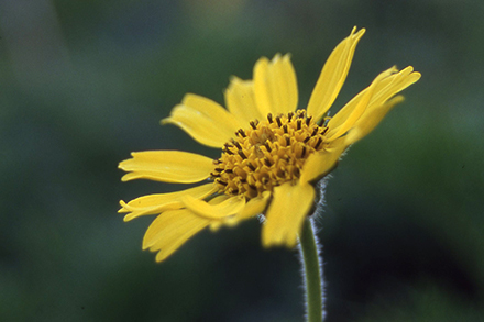 高山植物の生活史研究