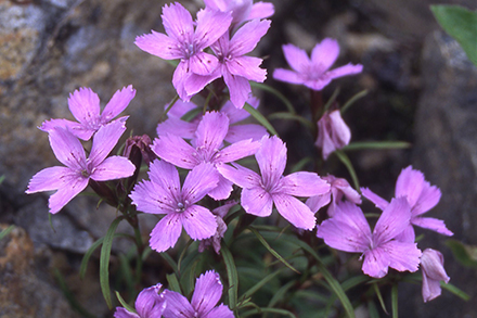 高山植物の生活史研究