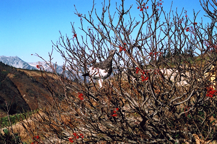 ライチョウの飼育・増殖技術確立を目指した研究