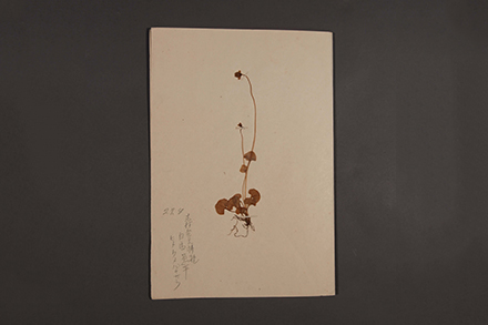 博物学に関する資料調査