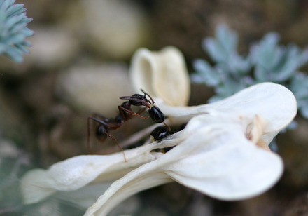 コマクサの生活史および結実特性