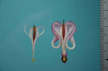 コマクサの生活史および結実特性