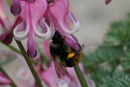 コマクサの生活史および結実特性