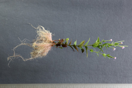 アカバナの生活史および繁殖特性