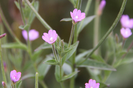 アカバナの生活史および繁殖特性