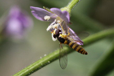 アカバナの生活史および繁殖特性