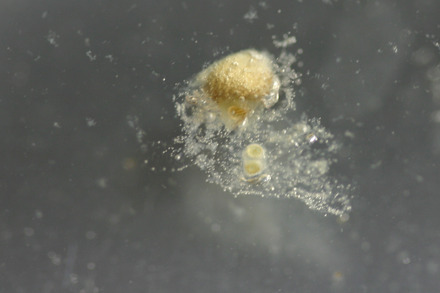 ミズバショウの生活史