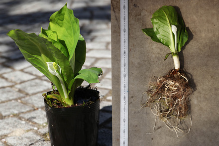 ミズバショウの生活史