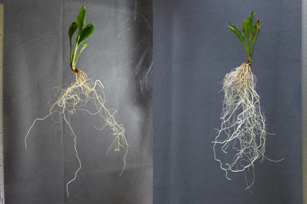 ミズバショウの生活史